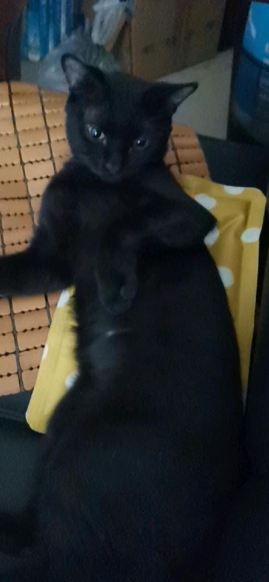 猫图片|宠物猫|猫咪|