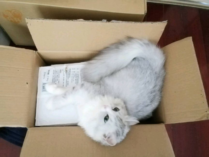 猫图片|宠物猫|猫咪|