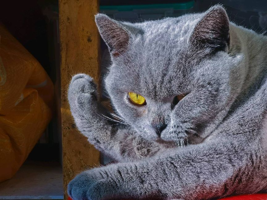 猫图片|宠物猫|猫咪|