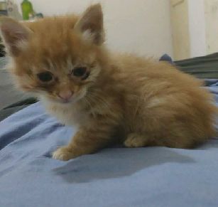 猫图片|宠物猫|猫咪|