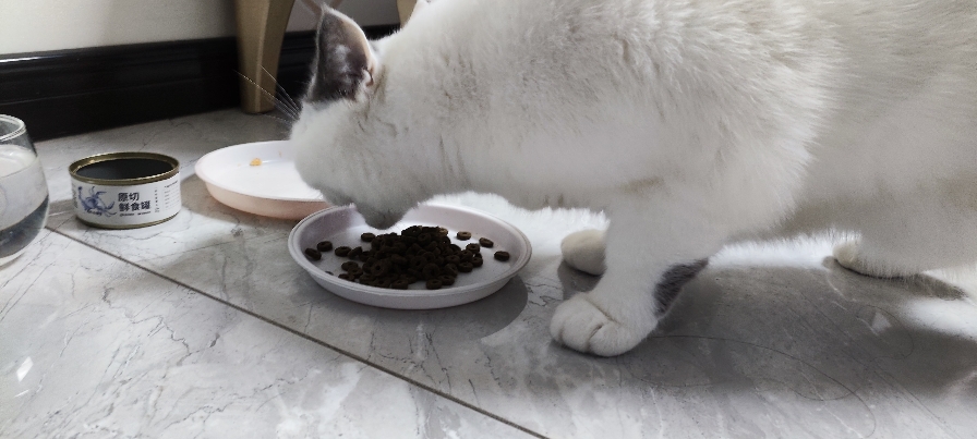 猫图片|宠物猫|猫咪|