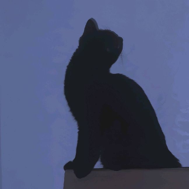 猫图片|宠物猫|猫咪|