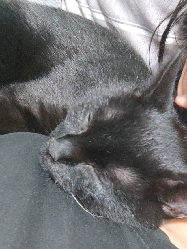 猫图片|宠物猫|猫咪|