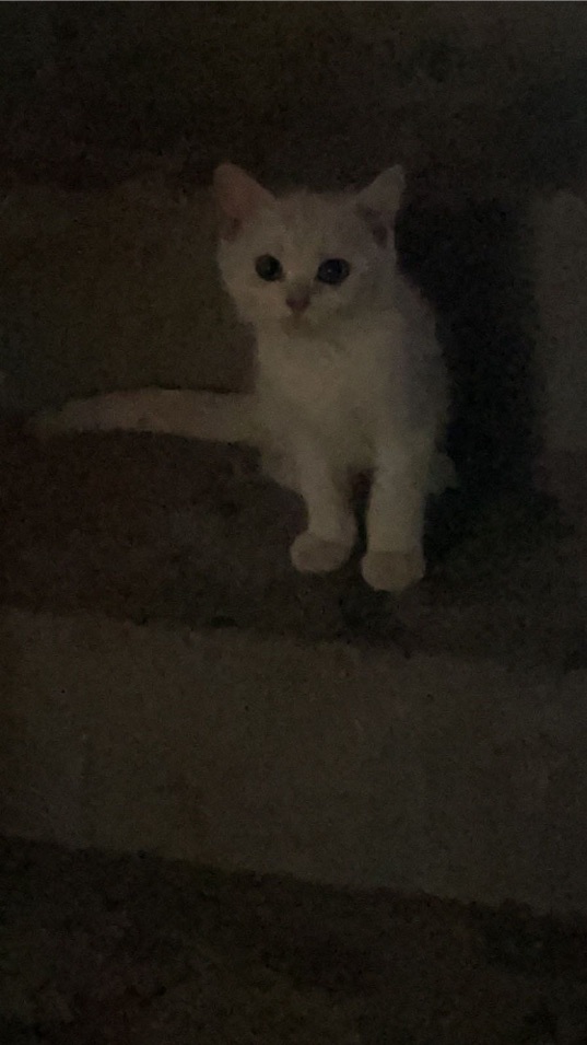 猫图片|宠物猫|猫咪|