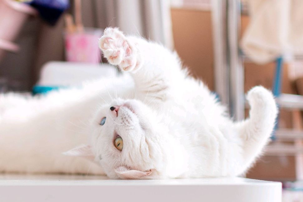 猫图片|宠物猫|猫咪|