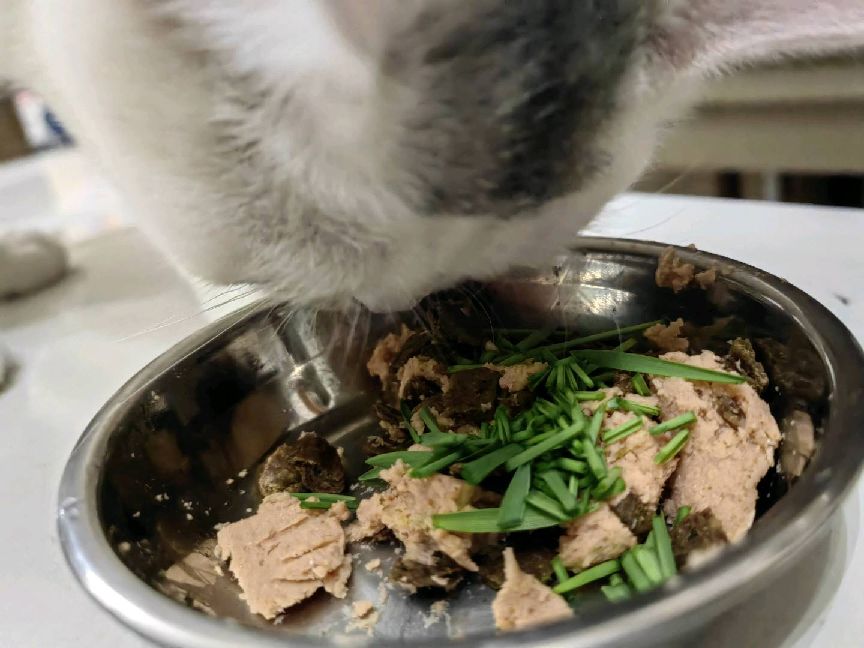 猫图片|宠物猫|猫咪|