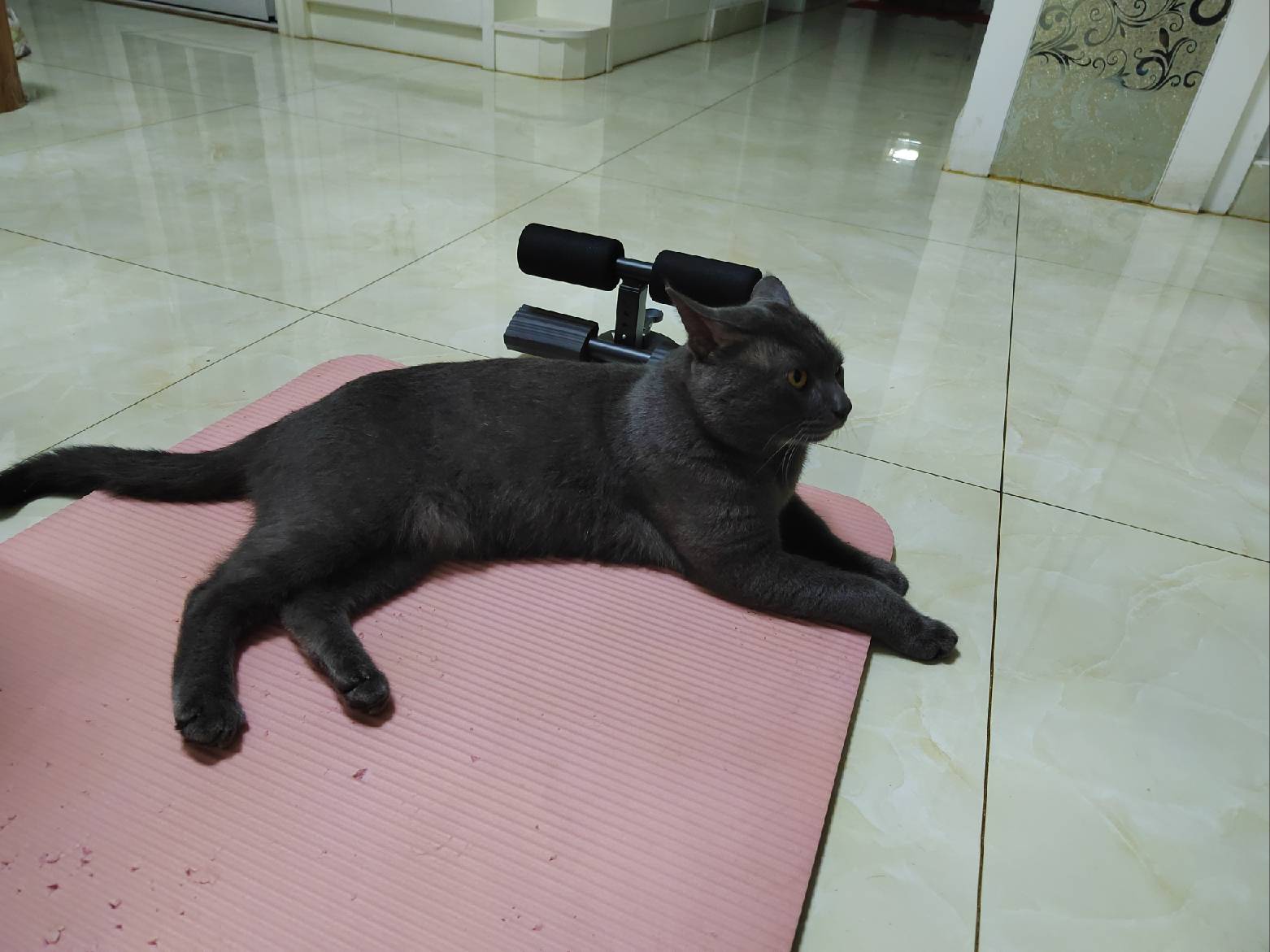 猫图片|宠物猫|猫咪|