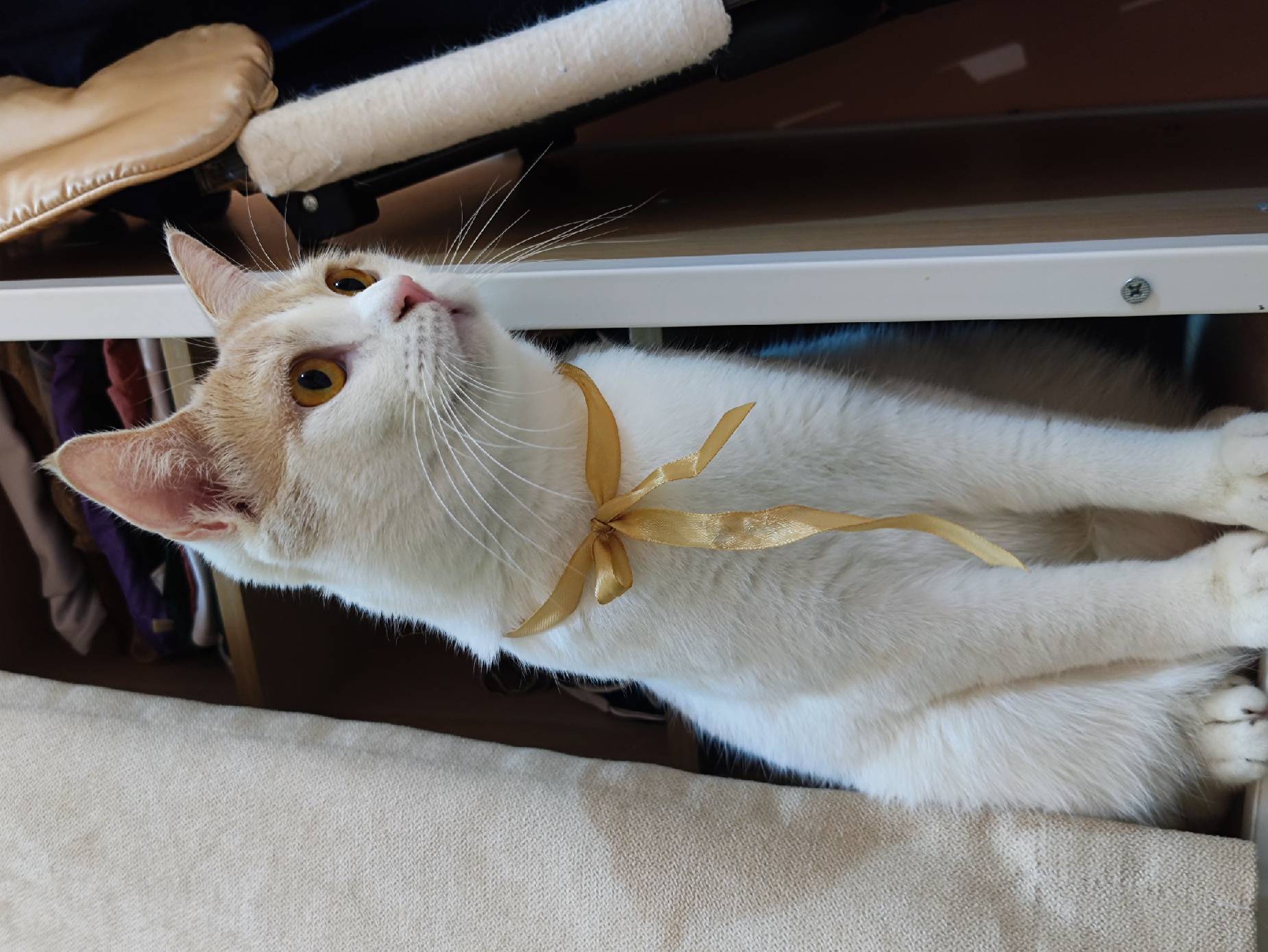 猫图片|宠物猫|猫咪|