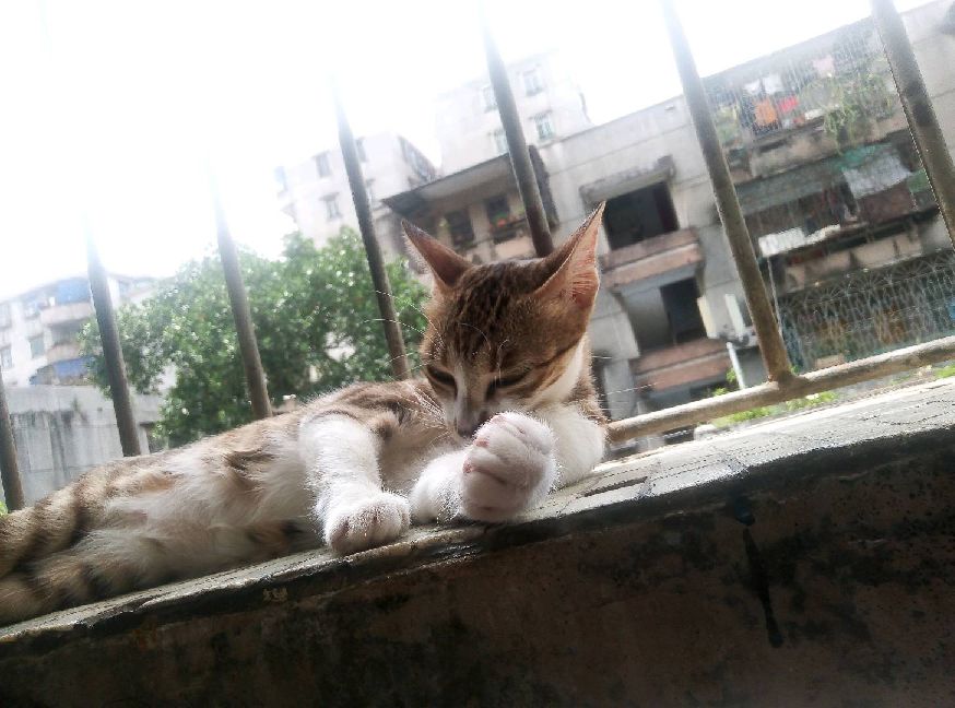 猫图片|宠物猫|猫咪|