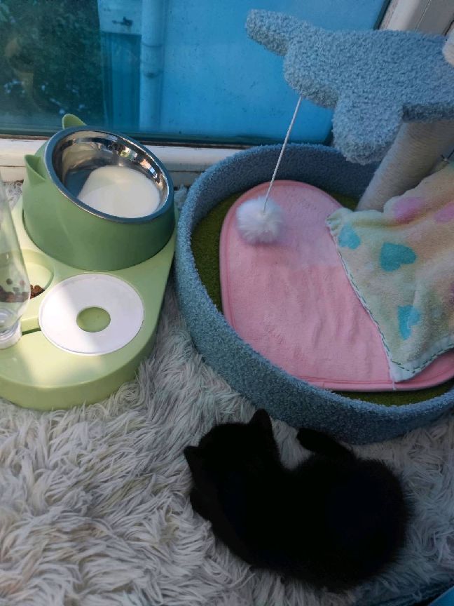 猫图片|宠物猫|猫咪|