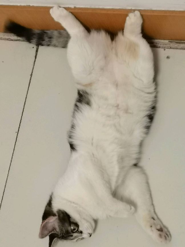 猫图片|宠物猫|猫咪|