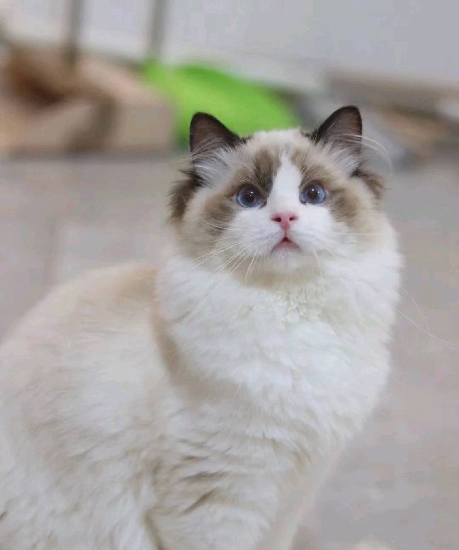 猫图片|宠物猫|猫咪|