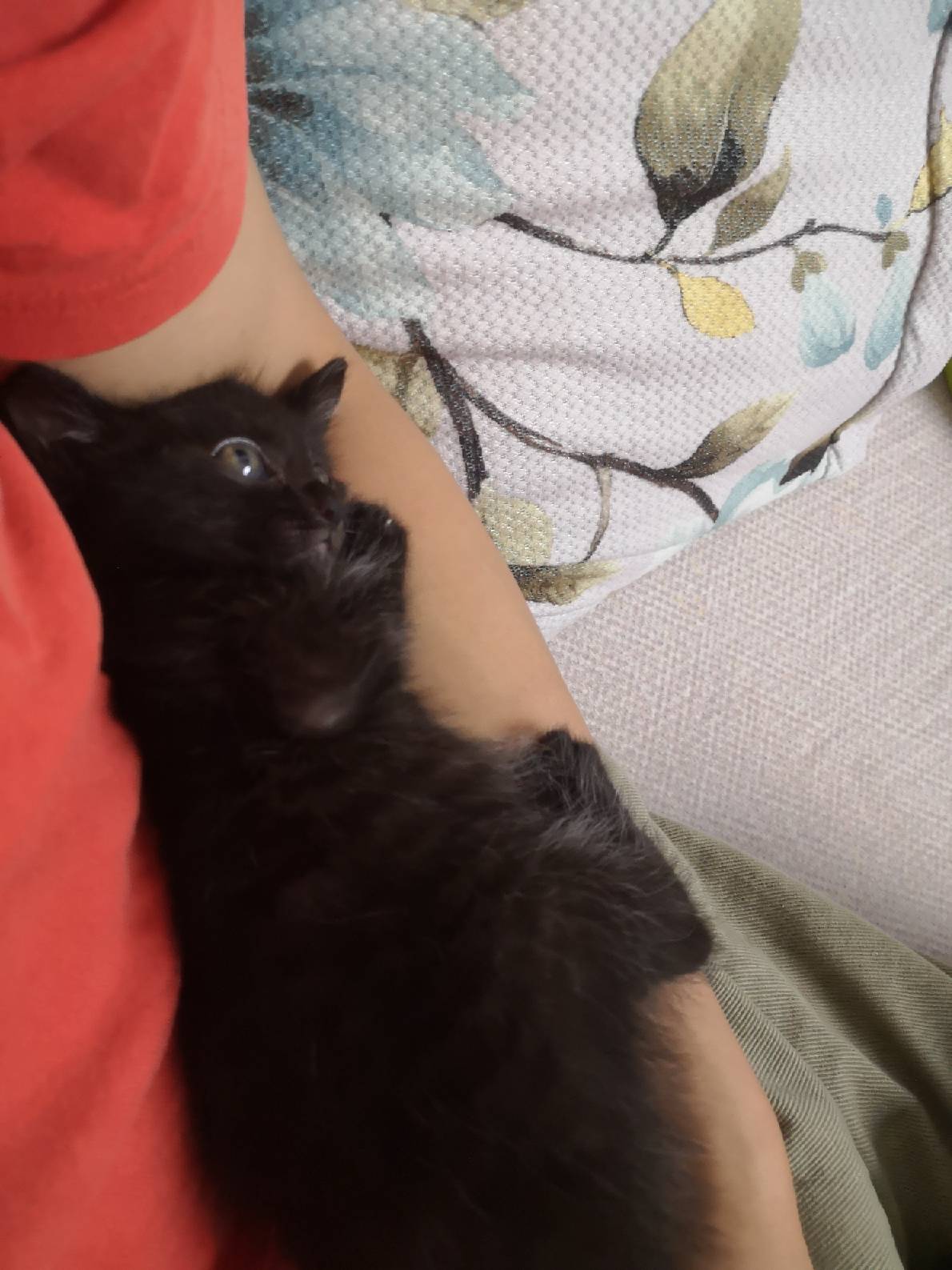 猫图片|宠物猫|猫咪|