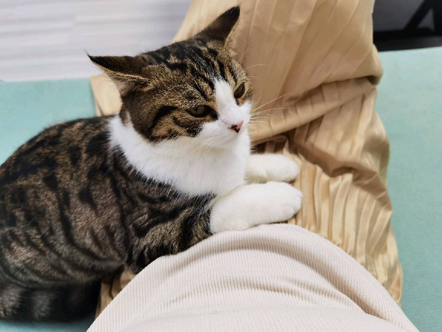 猫图片|宠物猫|猫咪|