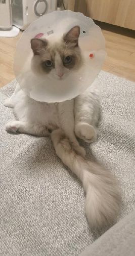 猫图片|宠物猫|猫咪|