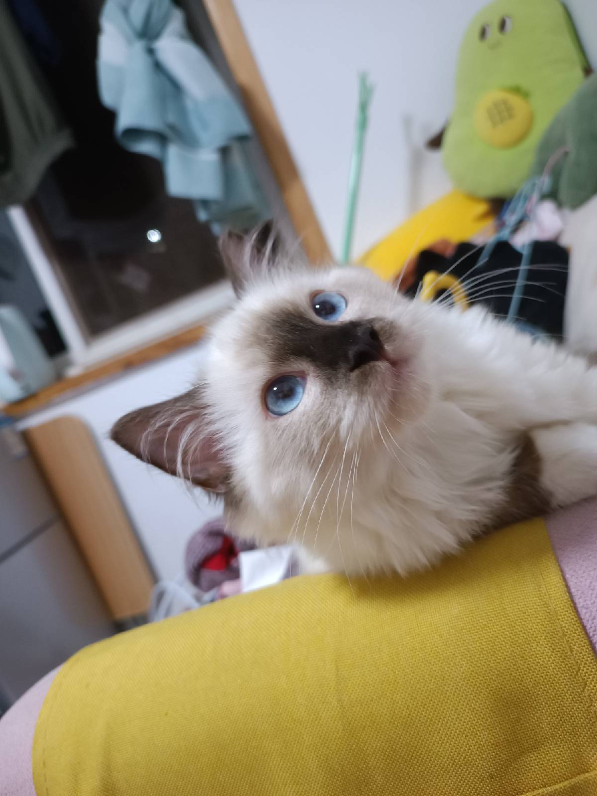 猫图片|宠物猫|猫咪|