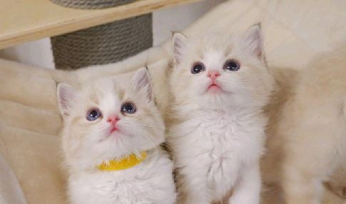 猫图片|宠物猫|猫咪|