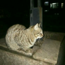 猫图片|宠物猫|猫咪|