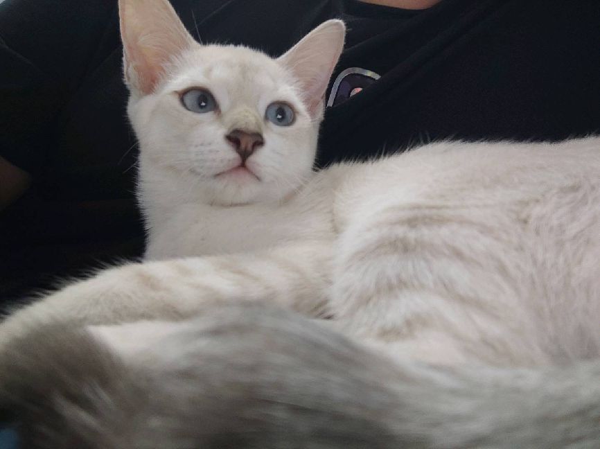 猫图片|宠物猫|猫咪|