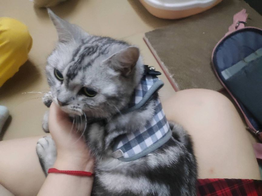 猫图片|宠物猫|猫咪|