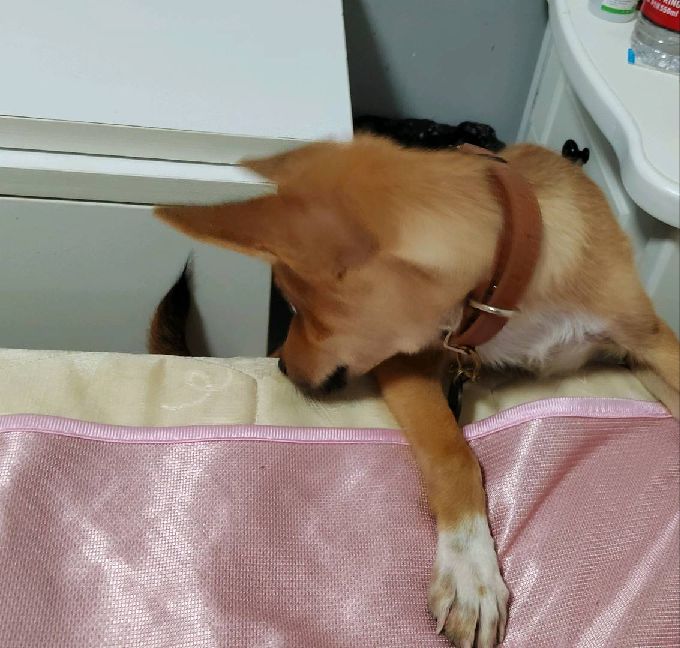 猫图片|宠物猫|猫咪|