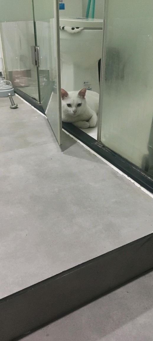 猫图片|宠物猫|猫咪|