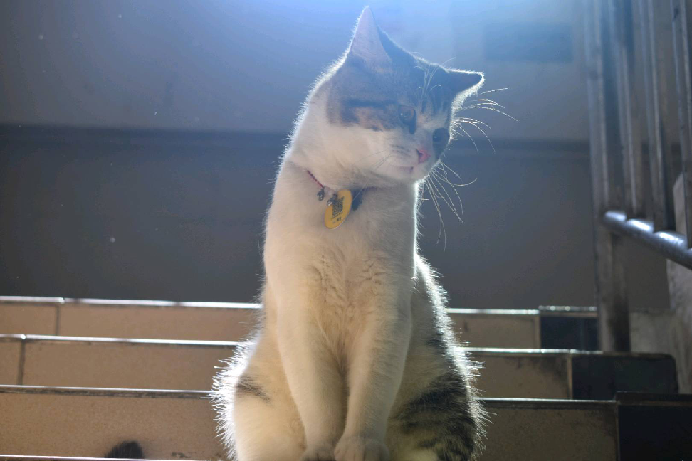 猫图片|宠物猫|猫咪|