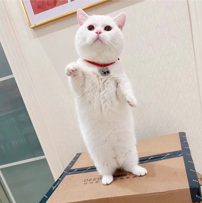 猫图片|宠物猫|猫咪|