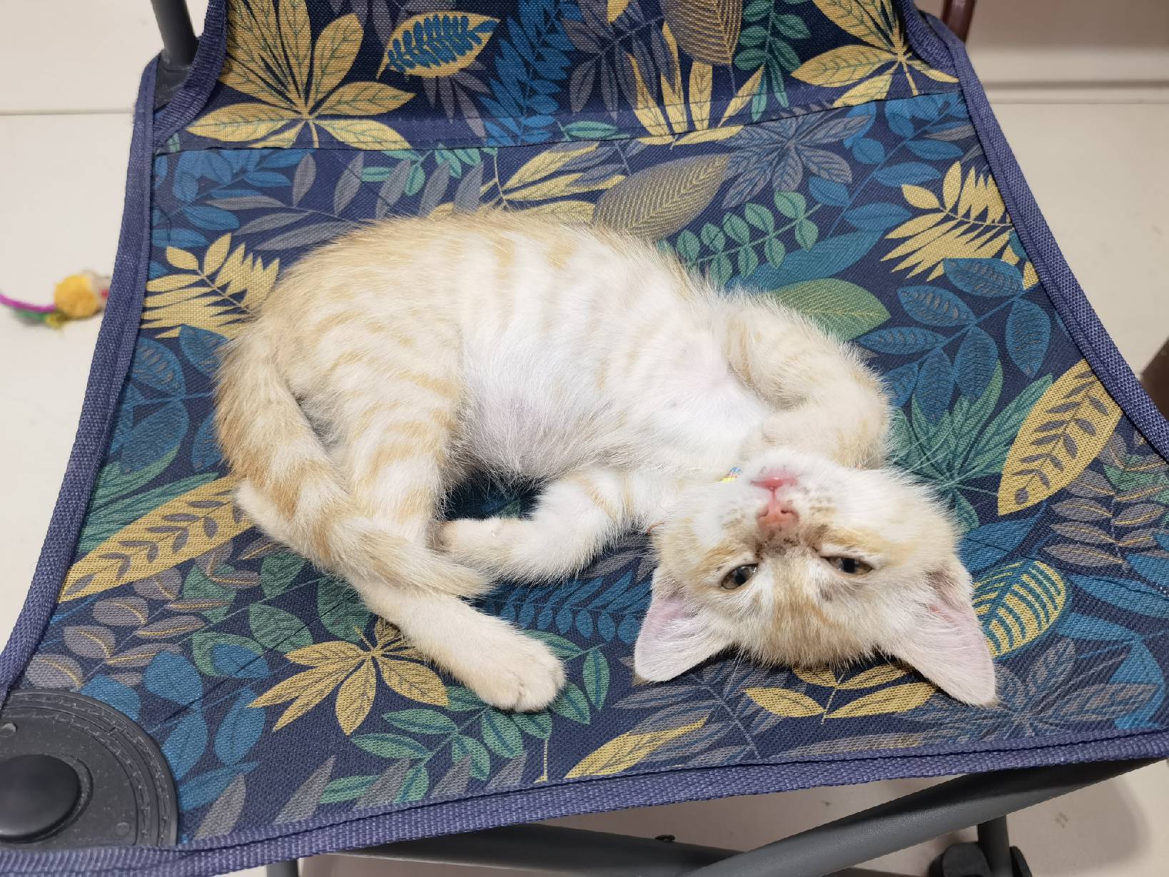 猫图片|宠物猫|猫咪|