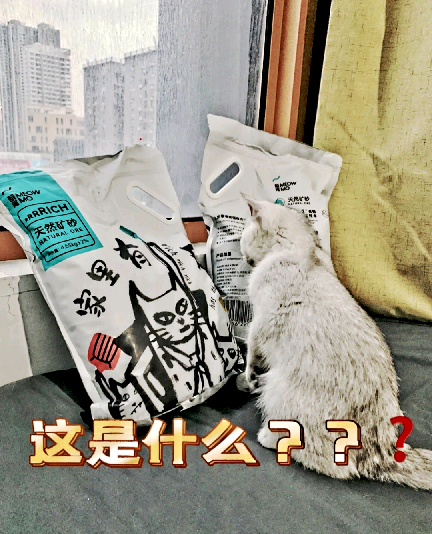 猫图片|宠物猫|猫咪|