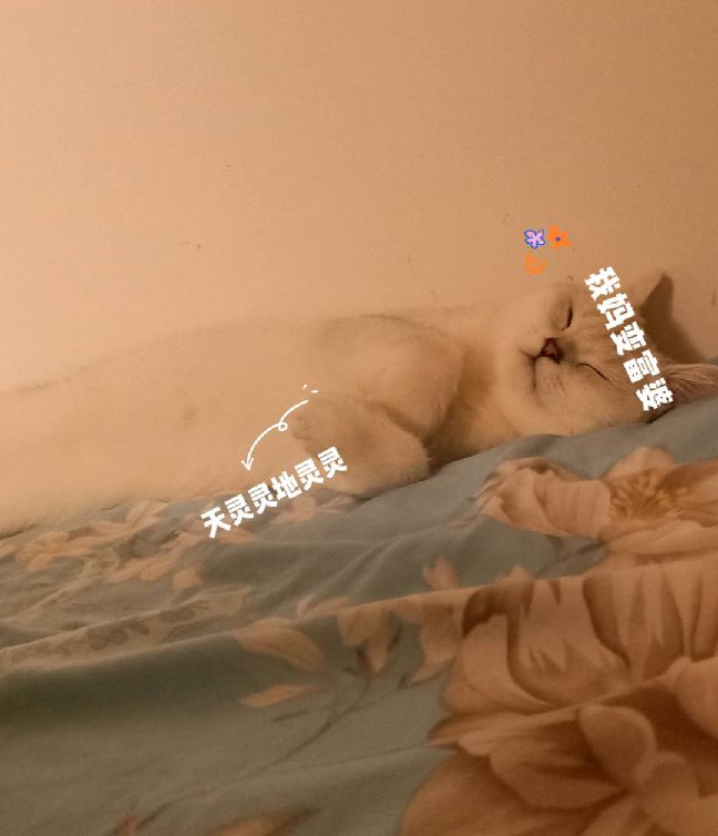 猫图片|宠物猫|猫咪|