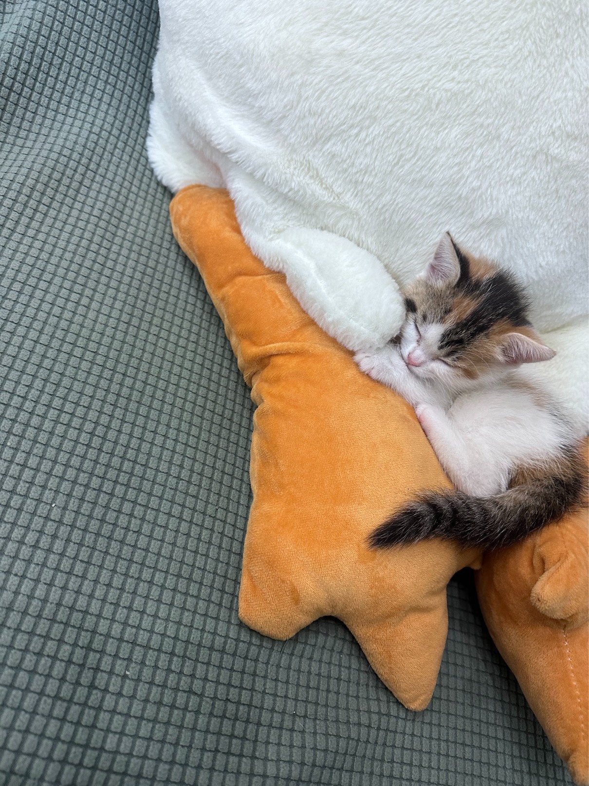 猫图片|宠物猫|猫咪|