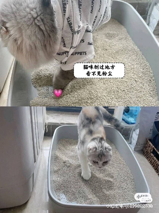 猫图片|宠物猫|猫咪|