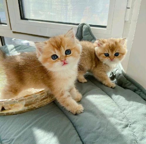 猫图片|宠物猫|猫咪|