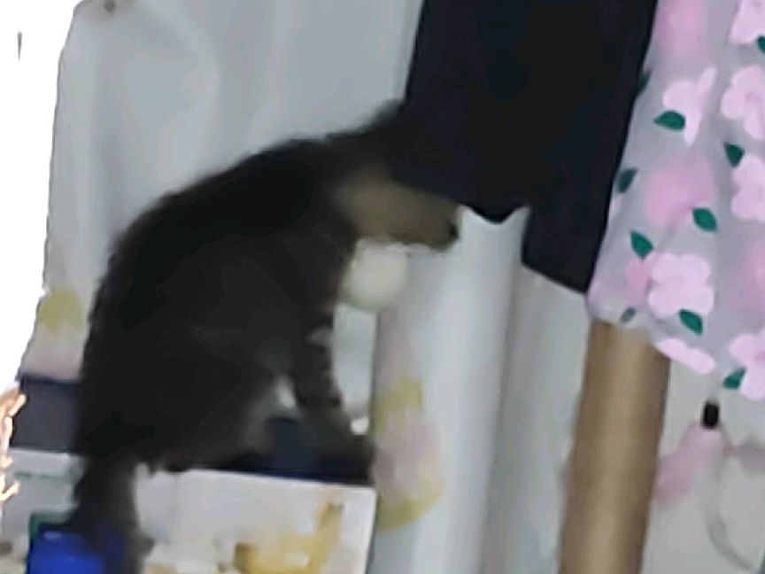 猫图片|宠物猫|猫咪|