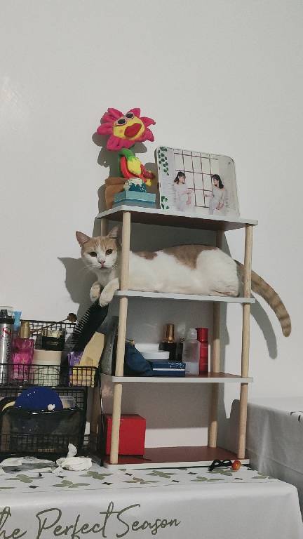 猫图片|宠物猫|猫咪|