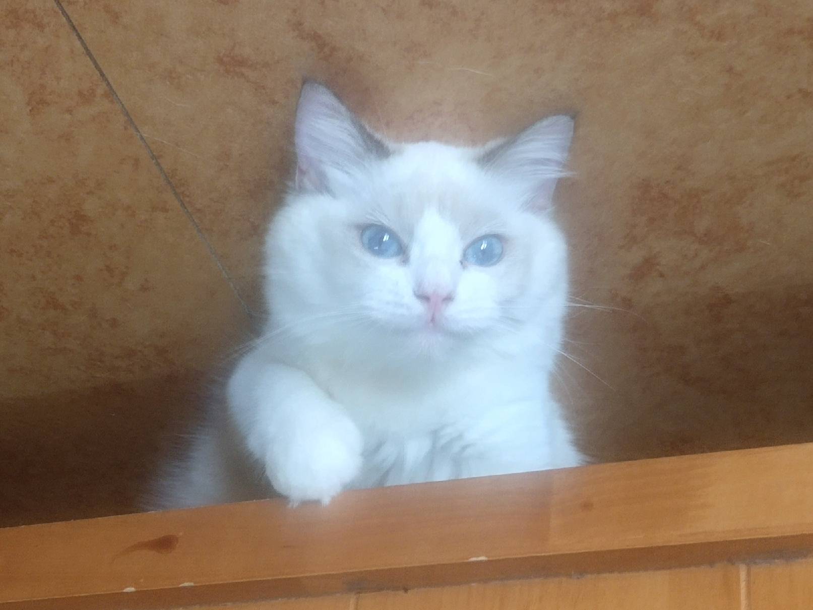 猫图片|宠物猫|猫咪|