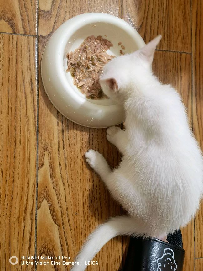 猫图片|宠物猫|猫咪|