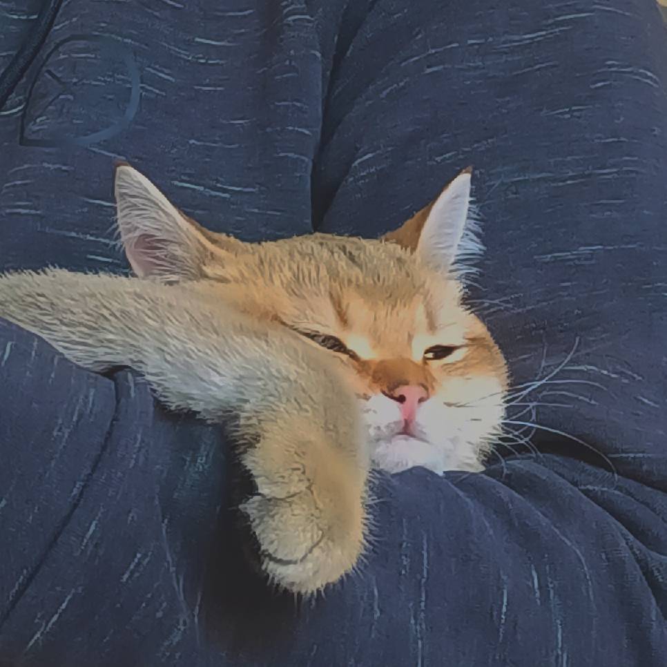 猫图片|宠物猫|猫咪|