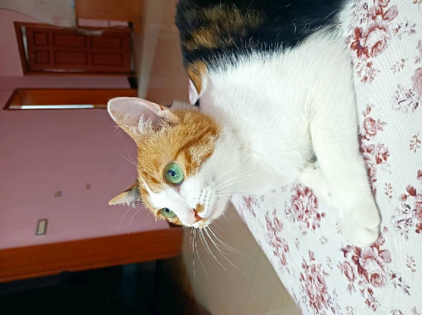 猫图片|宠物猫|猫咪|