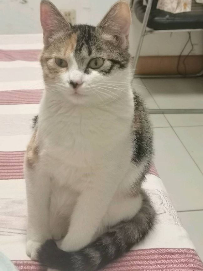 猫图片|宠物猫|猫咪|