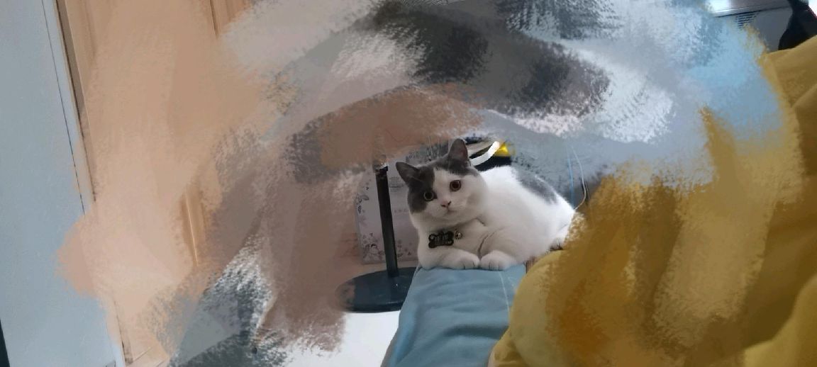 猫图片|宠物猫|猫咪|