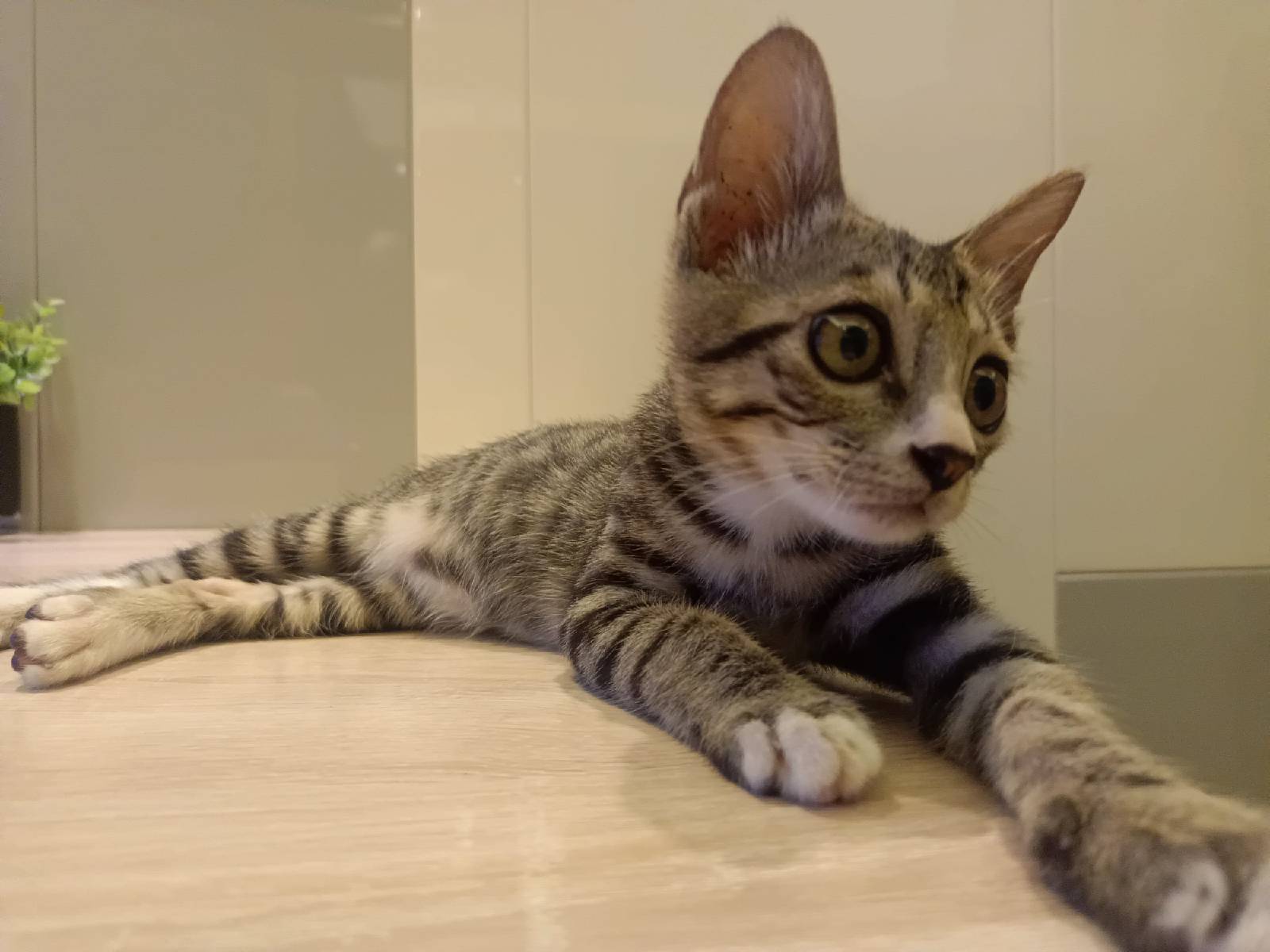 猫图片|宠物猫|猫咪|