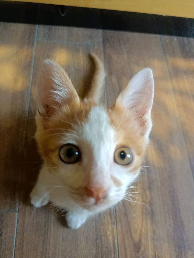 猫图片|宠物猫|猫咪|