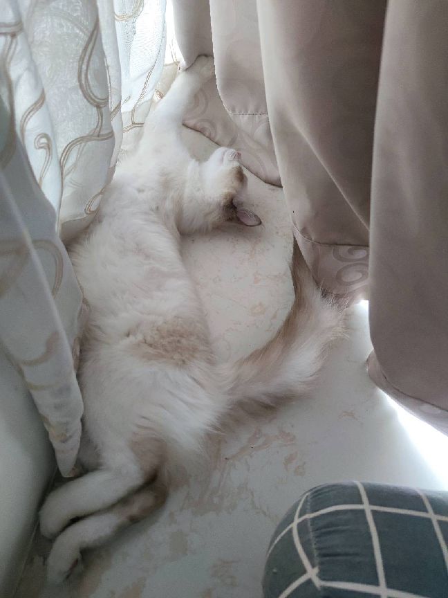 猫图片|宠物猫|猫咪|