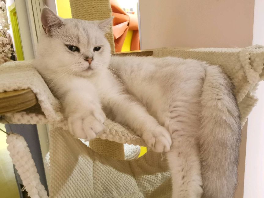 猫图片|宠物猫|猫咪|