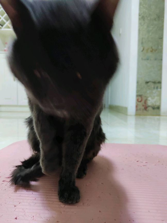 猫图片|宠物猫|猫咪|