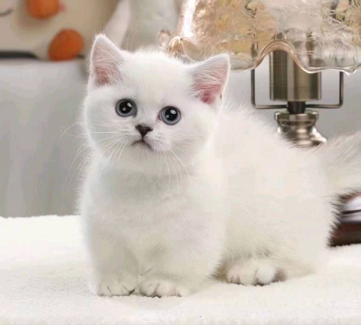 猫图片|宠物猫|猫咪|