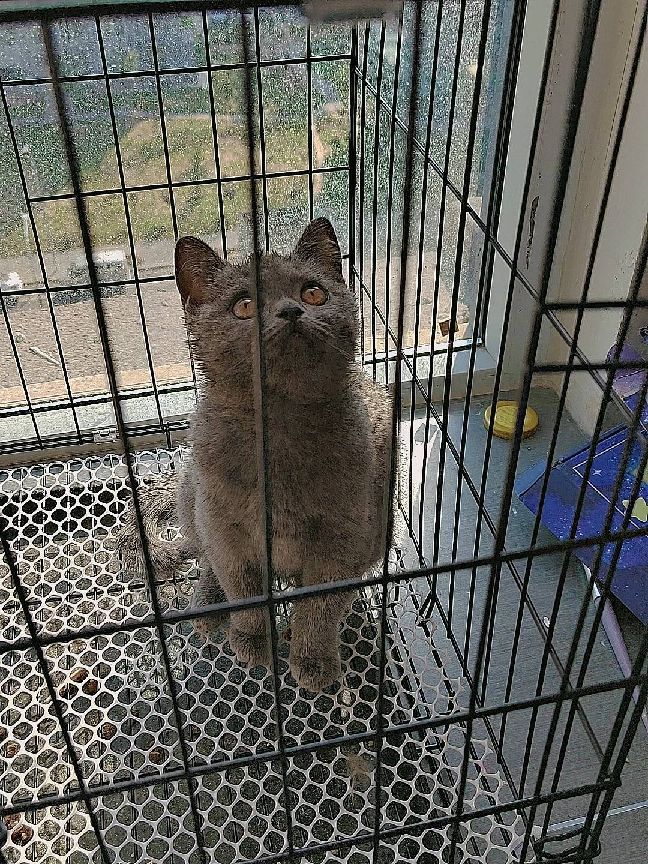 猫图片|宠物猫|猫咪|