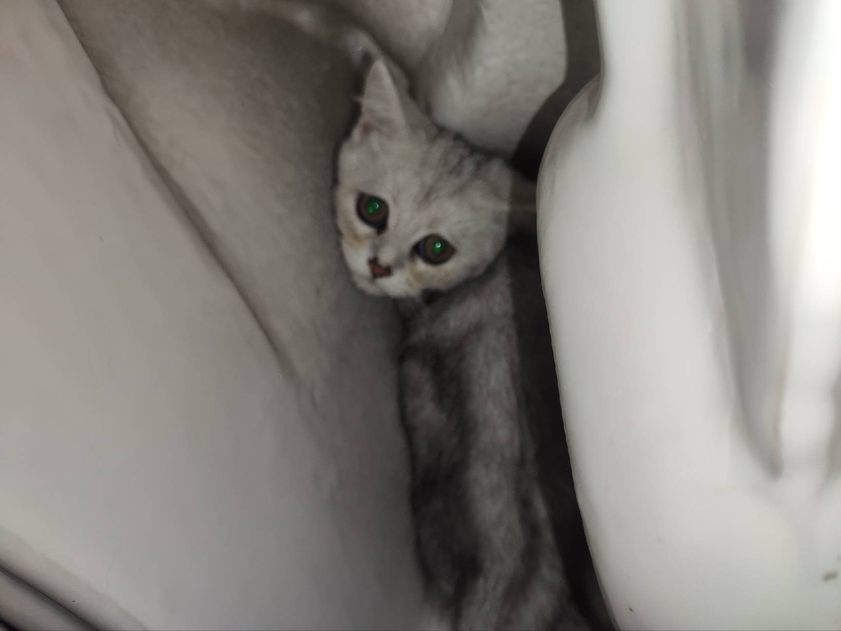 猫图片|宠物猫|猫咪|